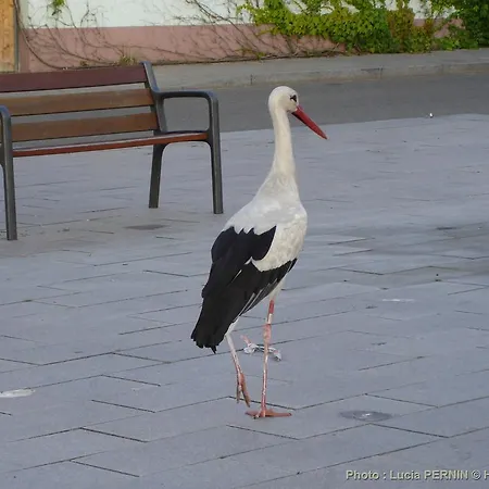 Au Cygne *