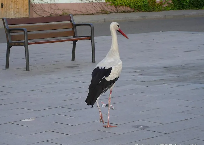 Au Cygne *